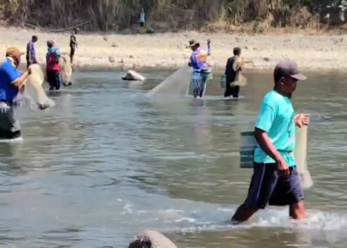 Puluhan Warga Adu Cepat Menjala Ikan di Sungai Klawing, Purbalingga