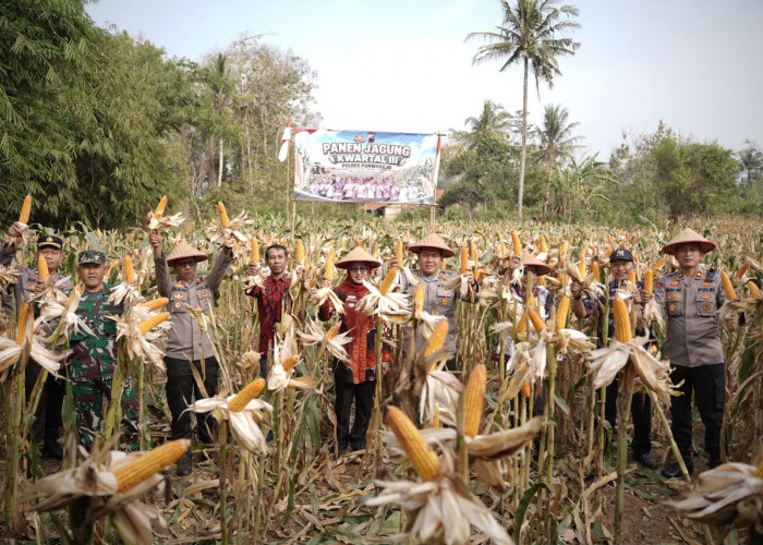Polres Purworejo Panen 4 Ton Jagung, Dukung Ketahanan Pangan Nasional