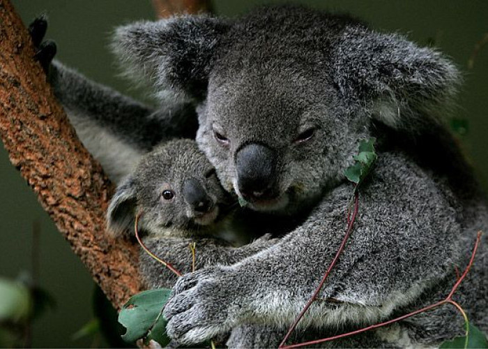 Inilah Fakta Unik Dibalik Kegemasan Hewan Koala, Apa Saja?