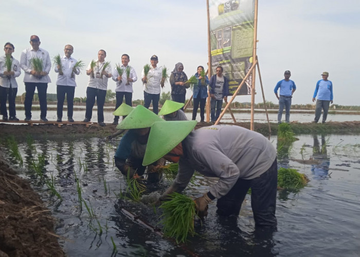 Gandeng BRIN, Bupati Batang Sulap 30 Hektare Sawah Rob jadi Sentra Padi, Ikan, dan Rumput Laut