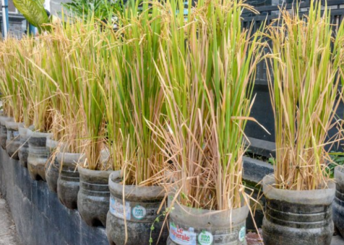 Inovasi Padi Pot di Salatiga Jadi Solusi Ketahanan Pangan Wilayah Perkotaan