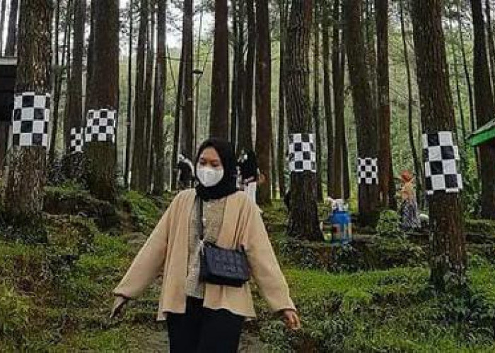 Hutan Pinus Nglimut: Destinasi Wisata yang Cocok untuk Camping di Kendal