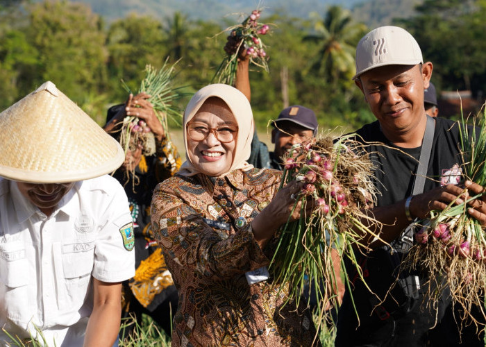 Bupati Kebumen Panen Bawang Merah di Tlogowulung, Harapan Baru Desa Pegunungan 
