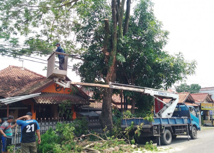 DLH Tegal Gelar Perambasan Pohon Areal Jantung Kota 