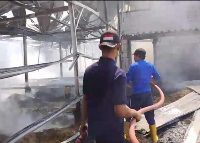 Kerugian Mencapai Rp 600 Juta, Kandang Ayam di Kayen Pati Hangus Terbakar