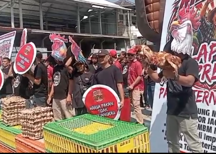 Peternak Boyolali Bagikan 108 Ekor Ayam, Bentuk Protes Harga Bahan Baku Pakan Tinggi