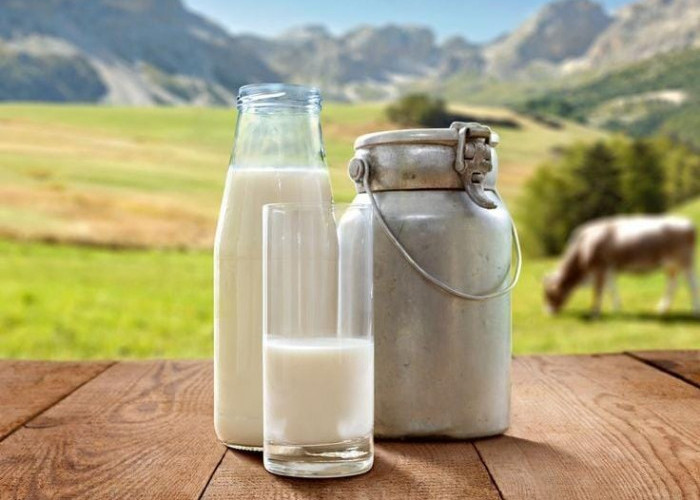 Pentingnya Minum Susu Sapi untuk Kesehatan Tubuh