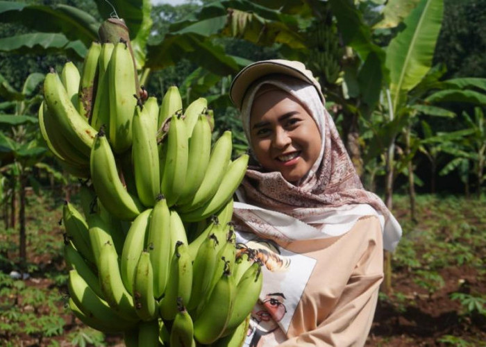 Program Petani Milenial Rp10 Juta Masih Tanda Tanya di Batang