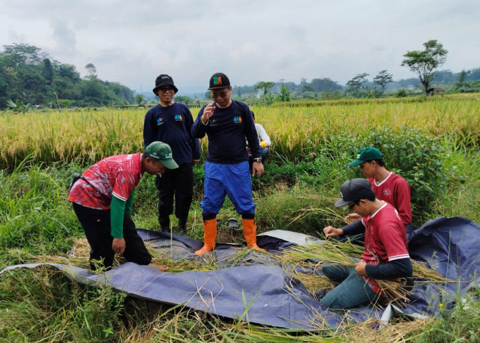 Dampak El Nino, Produksi Padi Kabupaten Batang Turun 6,43 ribu Ton pada 2024 