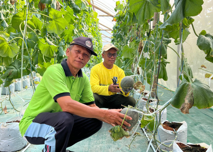 BUMDes Gemilang Sakti Kebumen Panen Melon Premium, Open Farm Diserbu Warga, Hasil Panen Tembus 1,3 Ton