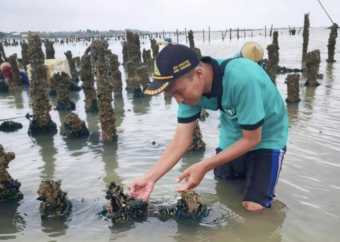 Potensi Pasar Melimpah, Pemkab Rembang Dorong Pengembangan Budidaya Kerang Hijau