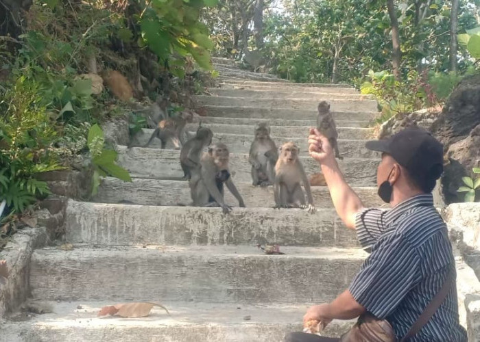 Tak ada Makanan, Ratusan Monyet Turun ke Pemukiman Warga di Cipajang Brebes 
