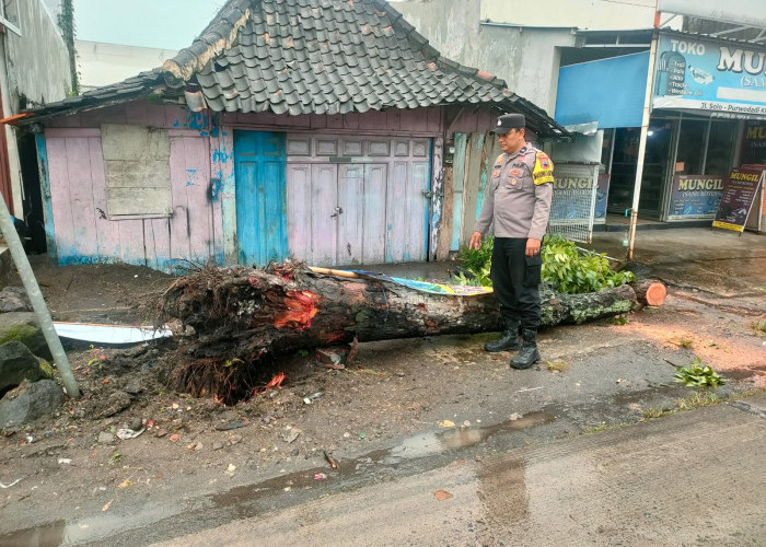 Diterjang Angin, Pohon Roboh Timpa 3 Pengendara Motor