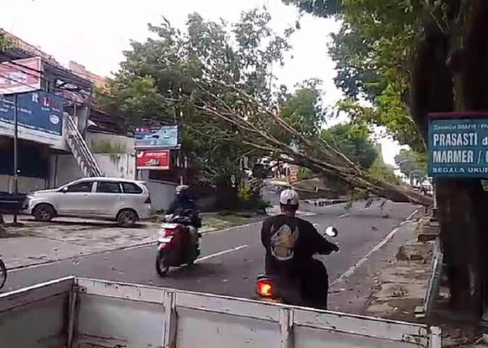 Disperkim Semarang Kekurangan Armada Perawatan Pohon, Baru Punya 7 Unit untuk 16 Kecamatan