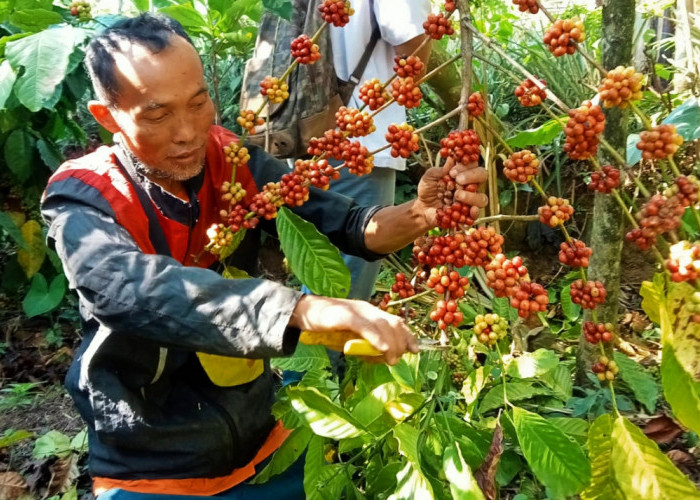 Harga Kopi di Kabupaten Pemalang Tinggi