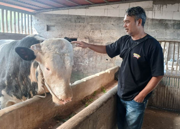 Idul Adha, Sapi Kurban Presiden Seberat 1 Ton Asal Kalikajar Dipotong untuk Warga Kepil