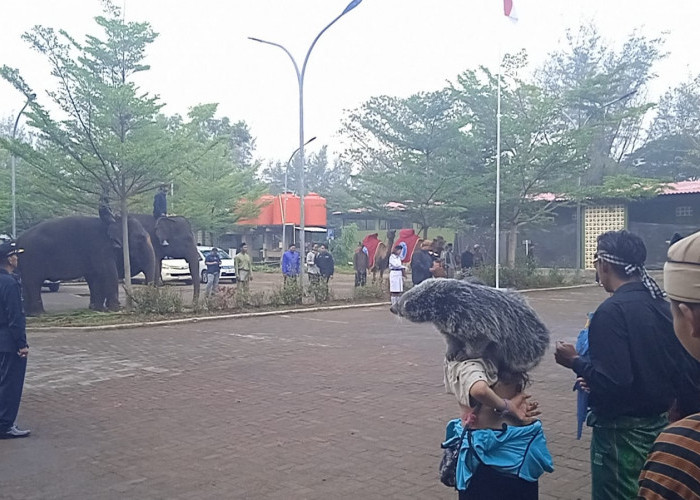Gajah, Unta hingga Ular Ikut Upacara HUT ke-81 RI di Beach Safari Batang