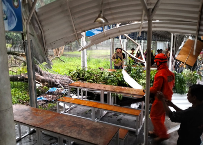 Hujan Deras Sebabkan Pohon Besar di Stadion Manahan Tumbang, Satu Orang Terluka