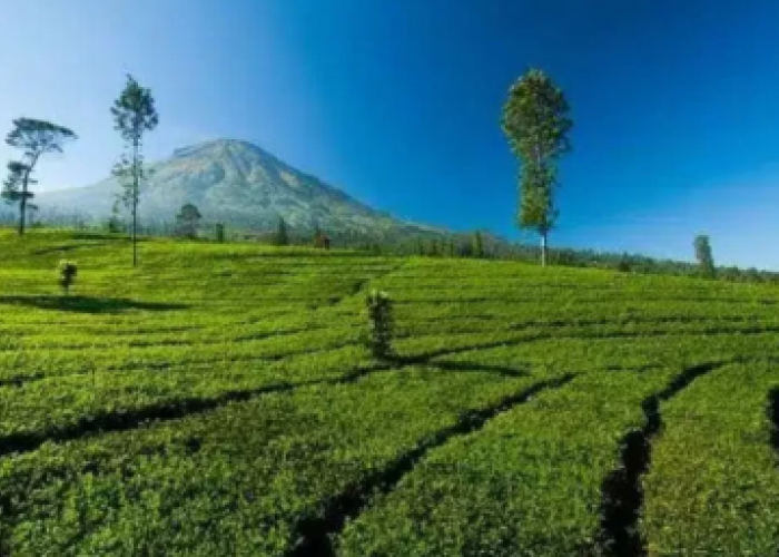 Daya Tarik Kebun Teh Medini Kendal yang Menjadi Tujuan Wisata Menarik 