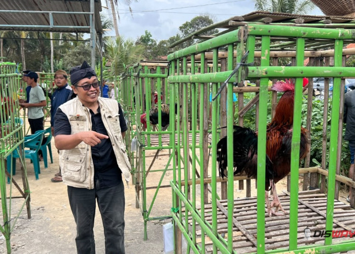 Kontes Ayam Pelung di Kebumen, Hobi Kokok Panjang Dibidik Jadi Ladang Ekonomi Warga