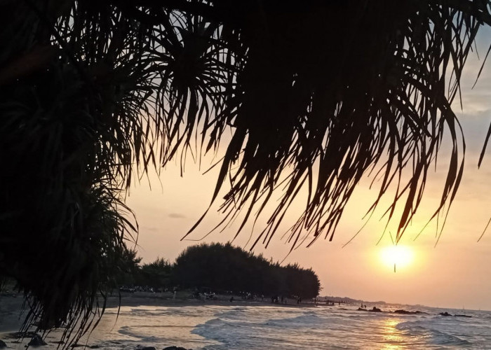 Alarm Ekologi di Pantai Ujungnegoro Batang, Penyu Tak Lagi Terlihat
