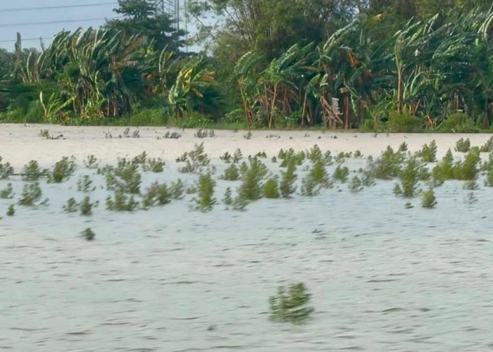 Klaim Asuransi Petani Jateng Segera Cair, Ribuan Hektare Sawah Terdampak Banjir Terlindungi