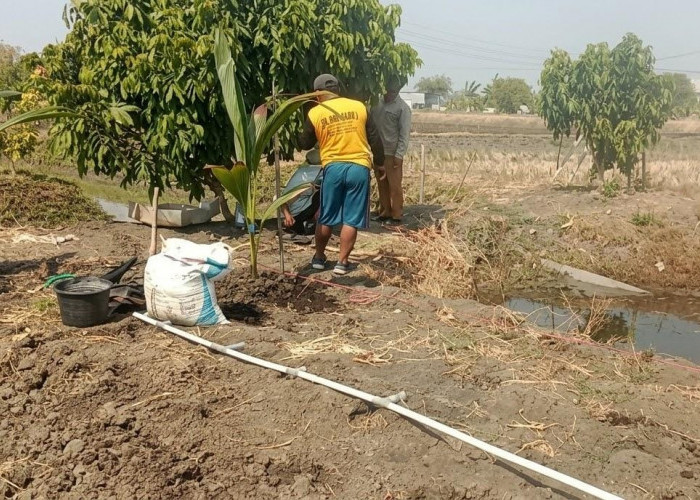 1.200 Bibit Kelapa Mengalir ke Demak, Dua Desa Disiapkan Kembangkan Potensi Wisata