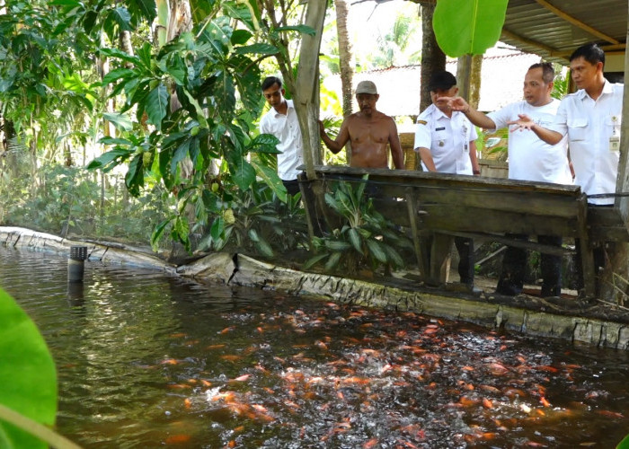 Budidaya Ikan Nila di Telogorejo Kebumen Menjanjikan, Keuntungan Dinilai Lebih Besar dari Bertani Padi