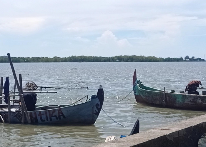 300 Hektar Tambak Mangunharjo Terdampak Rob, Produksi Ikan Payau Menurun