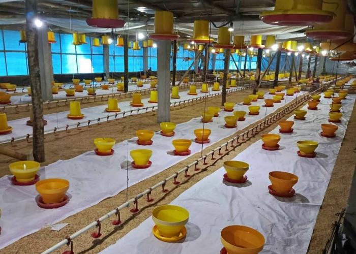 Peternak Ayam Broiler di Pati dan Kudus Diambang Kebangkrutan, PPMP Desak Pemerintah Benahi Perunggasan