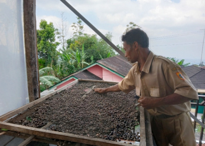 Harga Ceri Kopi Tingkat Petani di Kecamatan Pulosari Kabupaten Pemalang Naik