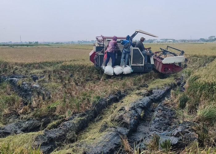 540 Hektare Sawah Batang Terdampak Rob, Luas yang Bisa Ditanami?