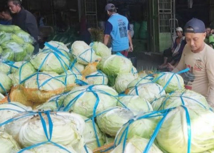 Harga Kol Anjlok hingga Rp500 per Kilogram di Kabupaten Pemalang 