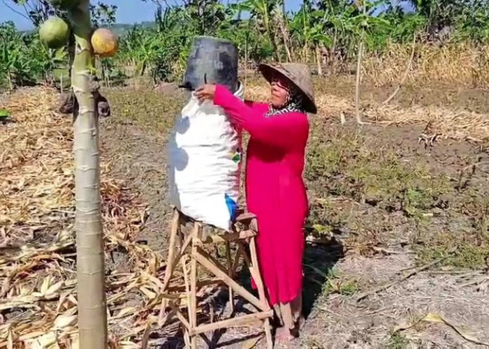 Kemarau Panjang Bikin Pertanian Rowosari Terhenti, Petani Minta Sumur Bor dan Air Bersih