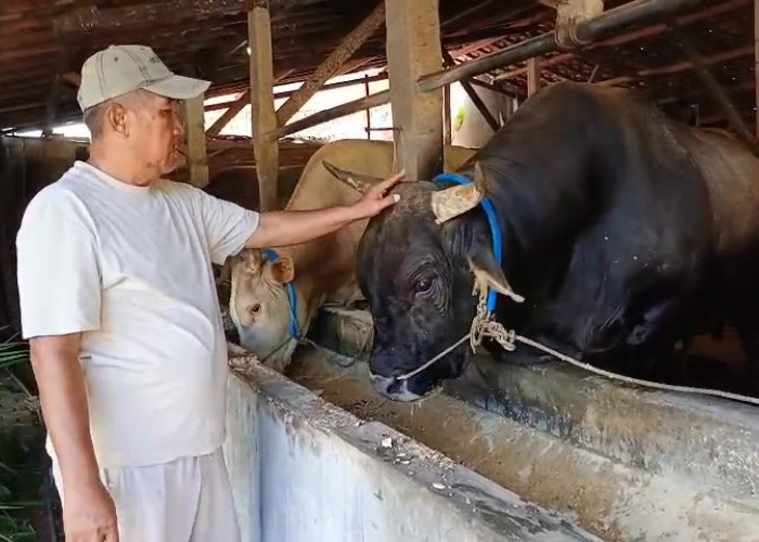 Kliwon Si Sapi Jumbo 1,1 Ton Asal Semarang Jadi Kurban Presiden Prabowo, Harganya Rp113 Juta