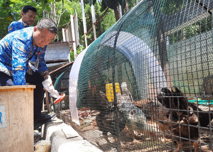 Kecamatan Semarang Barat Sulap Lahan Kantor Jadi Taman Edukasi Ayam KUB untuk Cegah Stunting