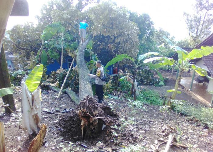 Hujan Lebat Disertai Angin, Pohon Durian Tumbang Timpa Rumah di Kecamatan Jambu