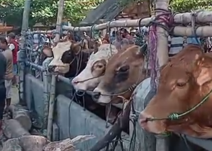 UPT Puskeswan Jatinom Tegaskan ke Pedagang Agar Tidak Bawa Ternak Sakit Ke Pasar Hewan di Klaten