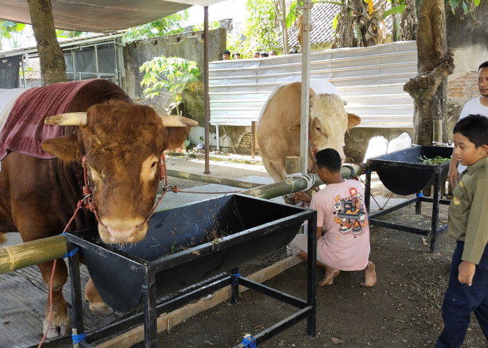 Sapi Raksasa 1,3 Ton Tumbang Tanpa Perlawanan, Jagal Banyumas Bikin Warga Adiwerna Melongo