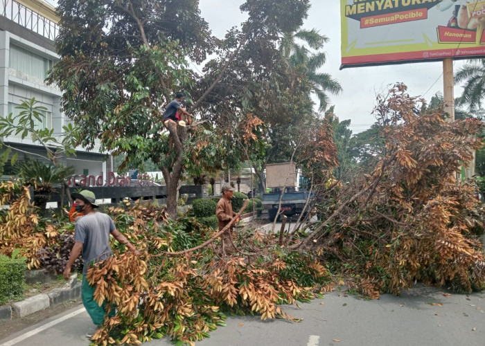 DLH Kabupaten Tegal Maksimalkan Perambasan Pohon Tepi Jalan