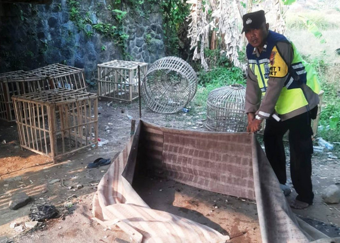 Penggerebekan Judi Sabung Ayam di Margasari Tegal, Pelaku Tunggang Langgang, Polisi Ratakan Arena