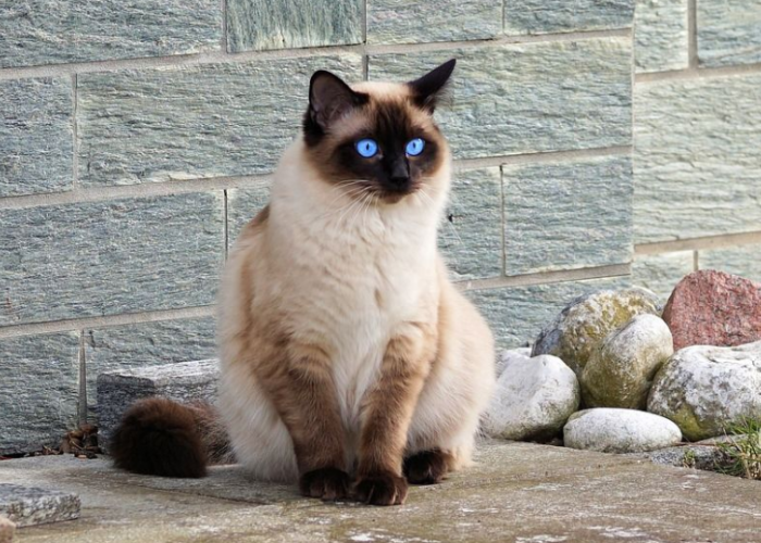 Mengenal 7 Karakteristik Kecantikan dan Keunikan Kucing Himalaya, Cocok Banget Dipelihara!