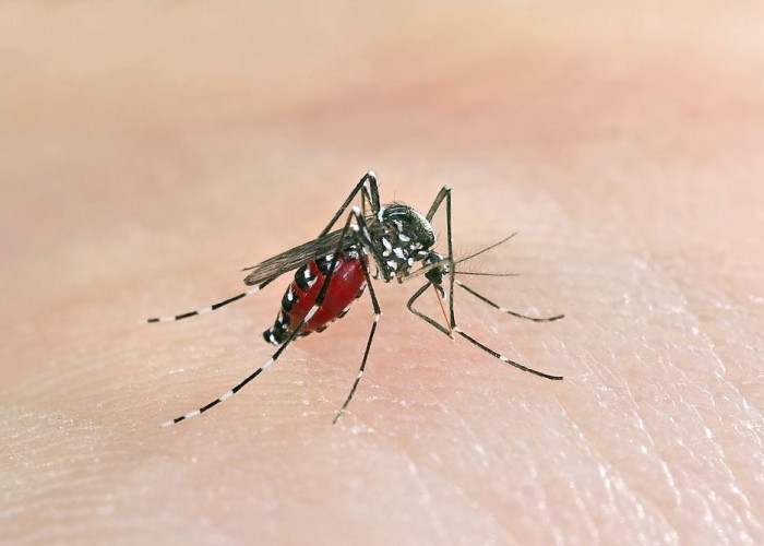 6 Cara Efektif Mengusir Nyamuk dari Rumah, Dijamin Bikin Tidurmu Jadi Nyenyak