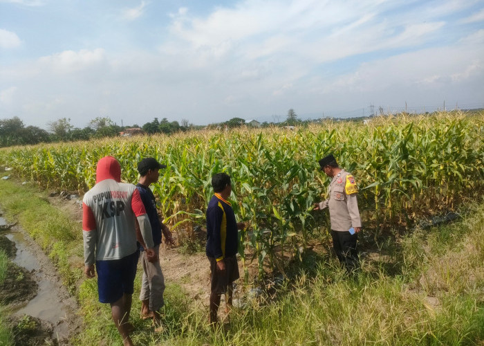 Pendampingan Kelompok Tani, Polres Tegal Perkuat Kemandirian Pangan