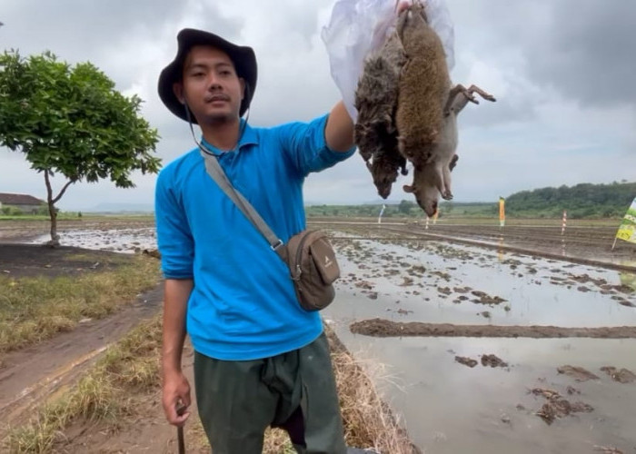 Petani Gringsing Batang Perangi Tikus Sawah Pakai Asap Belerang 