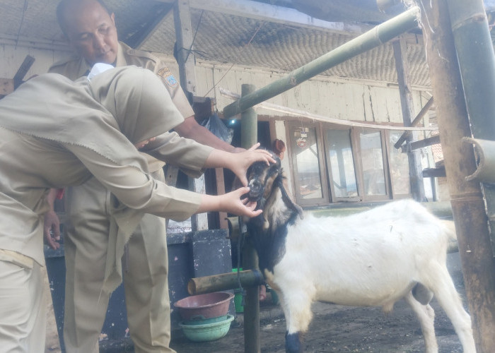 Dispangtan Salatiga Persilakan Masyarakat Lakukan Pemeriksaan Hewan Kurban Mandiri, Tapi dengan Catatan
