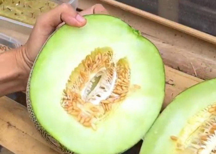 Melon, Buah Manis yang Bisa Meningkatkan Kesehatan dan Daya Tarik Anda