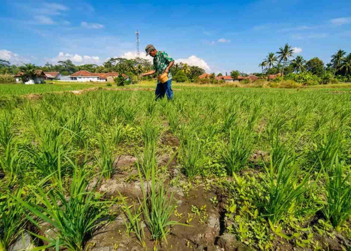 Selamatkan 1.538 Hektare Sawah Kekeringan, Pemkab Pati dan BBWS Kejar Target Air Kedungombo