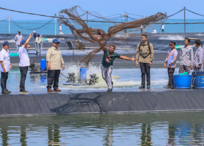 Presiden Puji Tambak Udang Kebumen, Produktivitas Capai Standar Dunia