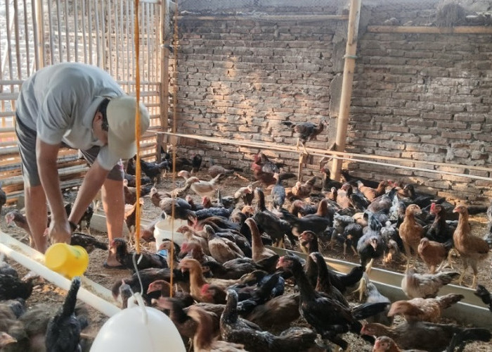 Sisa Nasi MBG untuk Pakan 450 Ayam, Peternak Semarang Hemat Pengeluara